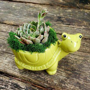 Echeveria Succulent in Ceramic Turtle Planter